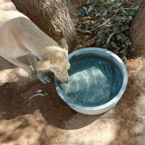 dog drinking water in the campus