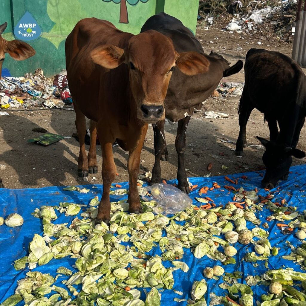163rd Event: A New Initiative To Feed Animals At The Dump Yard
