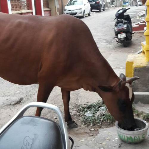 cow drinking water