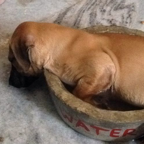 dog resting on water bowl
