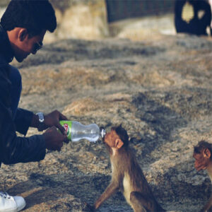 giving water to monkey